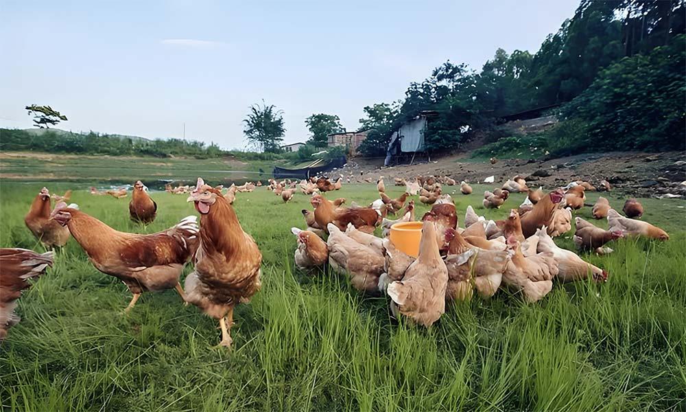叫呱呱餐饮管理有限公司